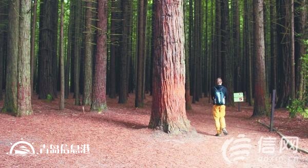 新西蘭各類福利：單身父母每周都能“領工資”