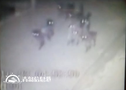 膠州現不明身份兇猛動物組隊 夜襲村莊看門狗