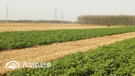 膠州現不明身份兇猛動物組隊 夜襲村莊看門狗