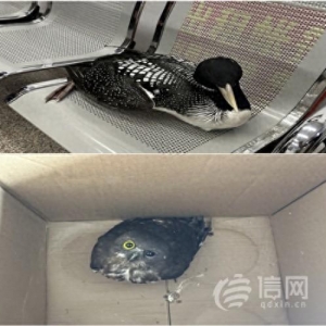 游客發(fā)現(xiàn)兩只國家保護(hù)動(dòng)物受傷 嶗山民警及時(shí)妥善救助