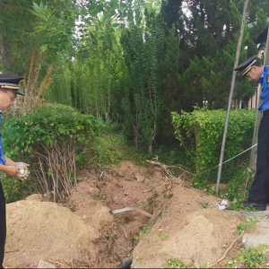 毀綠行為不可取，綜合執(zhí)法護綠色