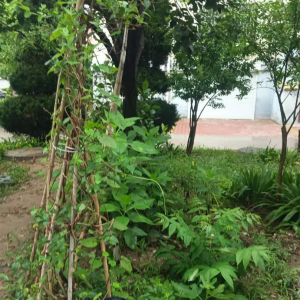 平度市東閣街道執(zhí)法中隊以“信”促“治”，攻堅占綠毀綠行為 ...