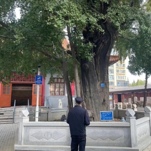 平度市東閣街道執(zhí)法中隊全力保護古樹名木，美化城市生態(tài)