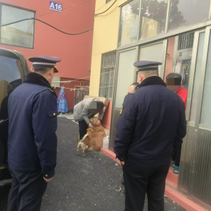 加強(qiáng)犬只管理！向不文明養(yǎng)犬說“不”