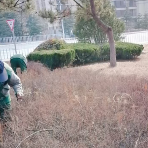 清理綠化帶枯枝落葉，營(yíng)造干凈整潔轄區(qū)環(huán)境