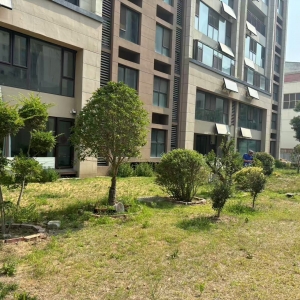 同和中隊：以鐵腕執(zhí)法守護城市綠脈，讓生態(tài)之美永駐人間